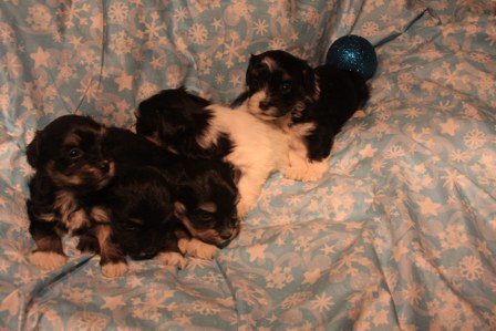 havanese-puppies